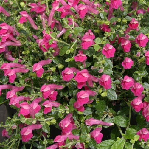 Scutellaria plug plants alpine - scutellaria,