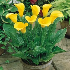 Zantedeschia - GOLDEN BEAUTY -