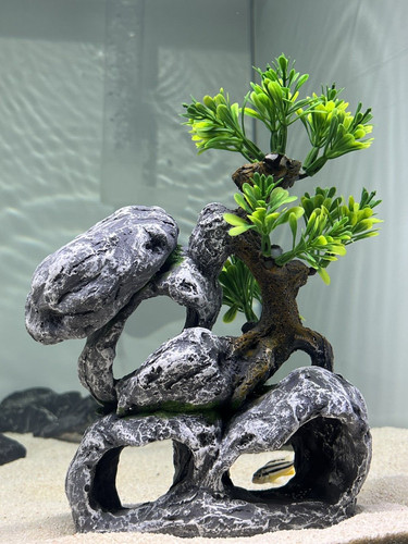 Aquarium fish tank - aquarium,
