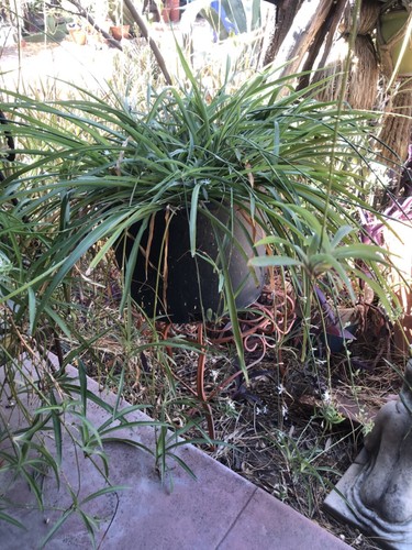 Spiders ready plant from - 12,