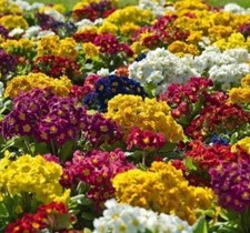 Polyanthus  Mixed Colours