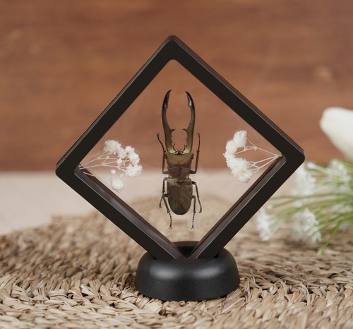 Taxidermy stag beetle framed - taxidermy,