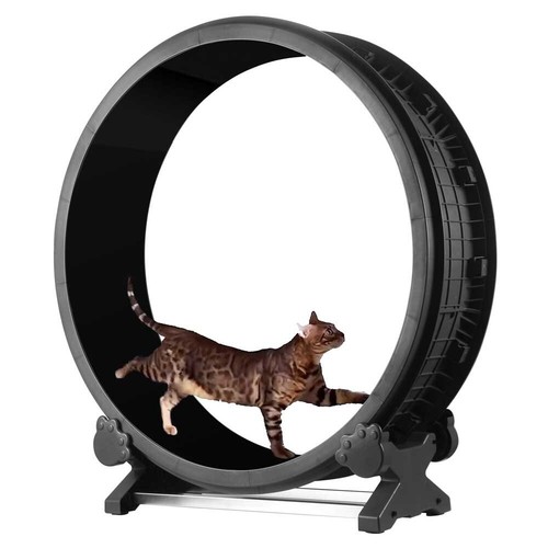 Cat exercise wheel - wheel,