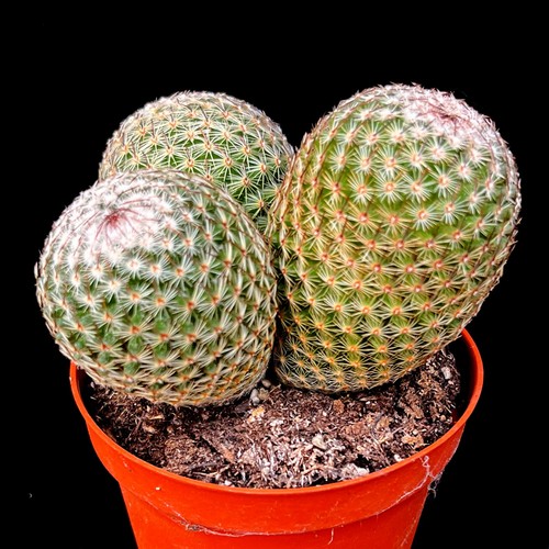 Mammillaria spinosissima group - mammillaria,
