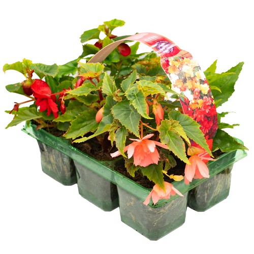 Begonia trailing mixed - mixed, |