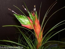 Tillandsia punctulata live air - punctulata,