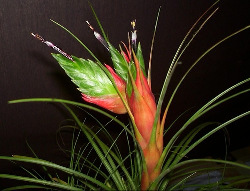 Tillandsia punctulata live air - tillandsia,