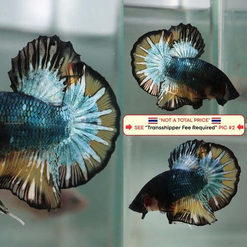 Live betta fish - fish, (thailand)