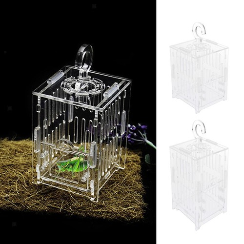 Cigar cage grasshopper cricket - cigar,