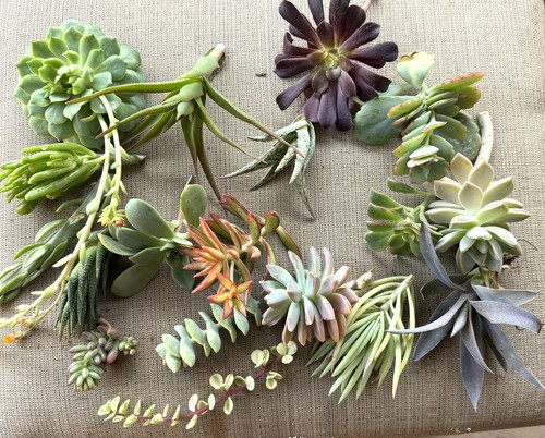 Assorted succulent - 20,