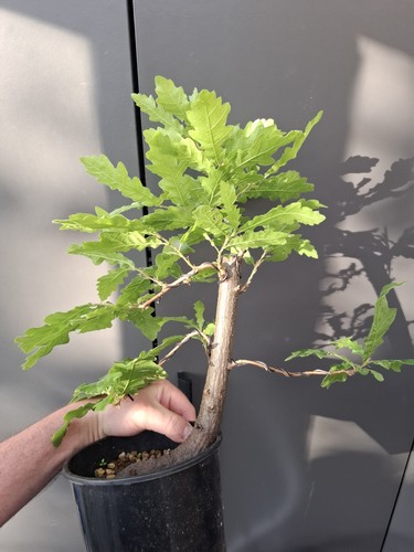 Oak bonsai tree yamadori - tree,