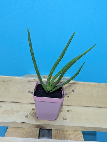 Aloe vera15cm 100 organic - aloe, %organic