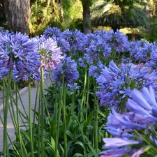 4 x Agapanthus Africanus Bulbs