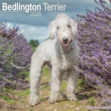 Bedlington Terrier Calendar 2026 - Dogs - Month To View