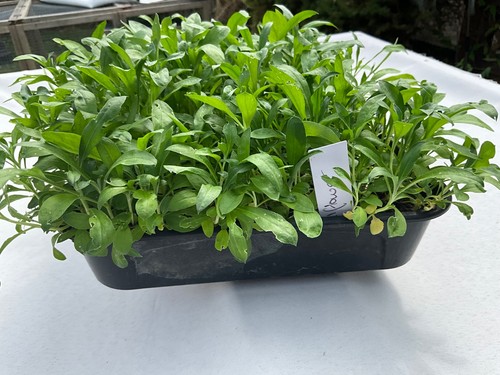 Wallflower seedling plug - wallflower,
