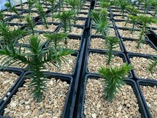 Monkey Puzzle Tree (Araucaria