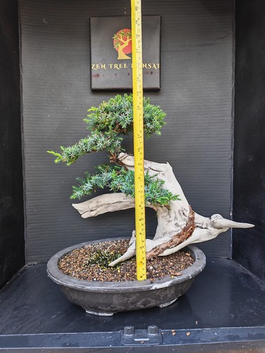 Tanuki needle juniper bonsai - needle,