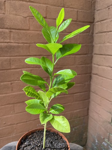 Organic young lemon tree plant