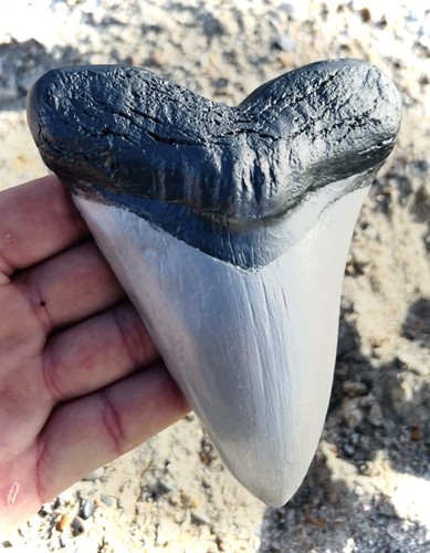 Carbon fiber megalodon - carbon,