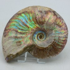 Fossil Ammonite Iridescent