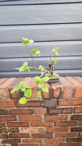 Crabapple semitrained bonsai - crabapple,