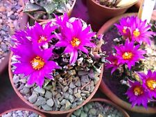 Ariocarpus Agavoides, 20 Fresh seeds, Add To Basket, Read description