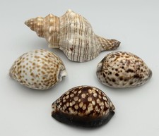 Small Collection of 4 x