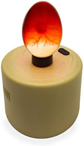 High intensity chicken egg - chicken,