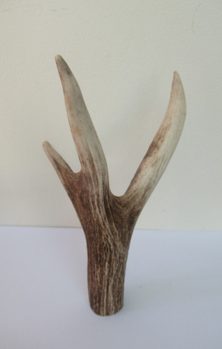 Scottish red deer stag antler - stag,
