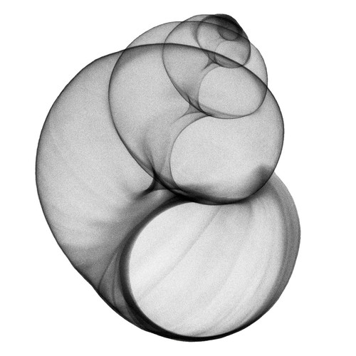 Pond snail xray print - xray, print,