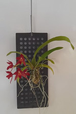 Rare Rodridenia Woon Leng's Red Gem  orchid plant  FS not in bloom, mounted