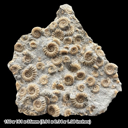 Promicroceras fossil ammonite - promicroceras,