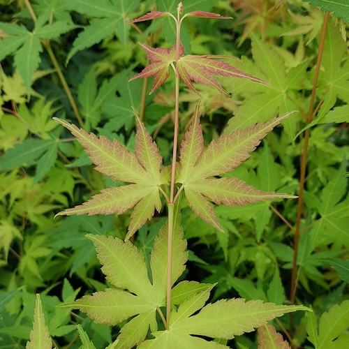 Japanese maple tree acer - japanese,