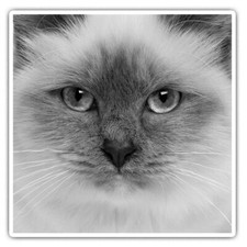 2 x Square Stickers 10 cm -