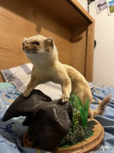 Taxidermy stoat mounted - taxidermy, mammal