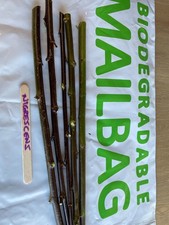 Willow - 10 Salix nigrescens  Unrooted Cuttings for planting now