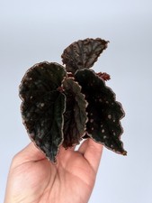 NEW! HYBRID! Begonia (Colorata
