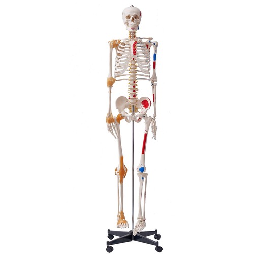 Vevor human skeleton - vevor,