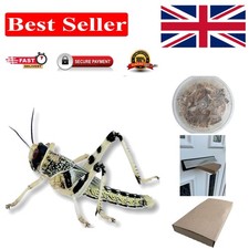 15 Count Live Locusts