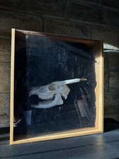 Taxidermy Muntjac Deer Skull