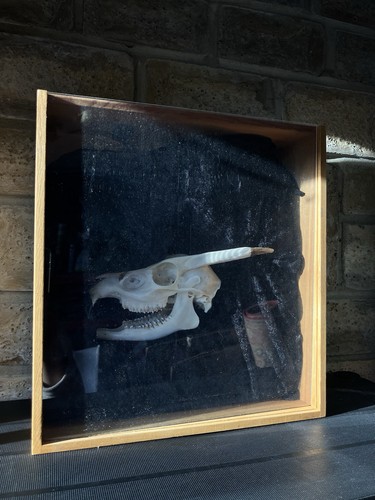 Taxidermy muntjac deer skull - taxidermy,