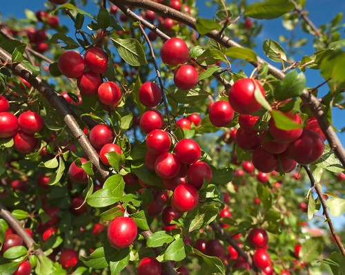 Large litre pot cherry - 5,