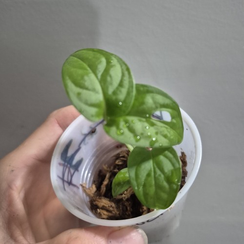 Monstera adansonii - monstera,