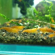 Sakura orange shrimp, neocaridina live freshwater (Set of 14 pcs)
