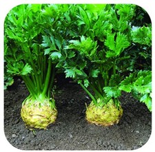 Celeriac 'Brilliant' Plug Plants x 5 Grow Your Own Vegetables