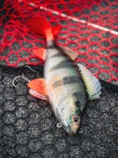 FOX Rage Ultra-Realistic PERCH Replicant Lure - Available 3 Size Options