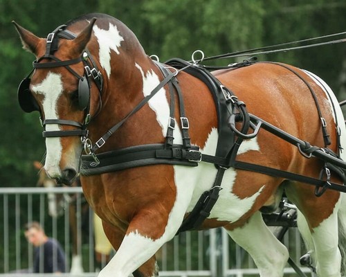 Zilco tedex horse harness - zilco,