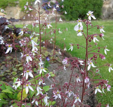 3 x Slinky Saxifraga