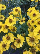 YELLOW HELENIUM SOMBRERO