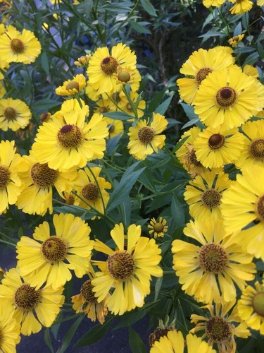 Yellow helenium sombrero - helenium,